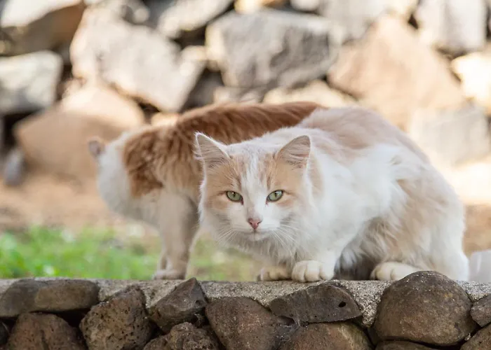 Residenze Corallo Charme E Relax * Marina di Orosei